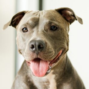 Close up of a puppy Pit Bull dog at home. Selective focus