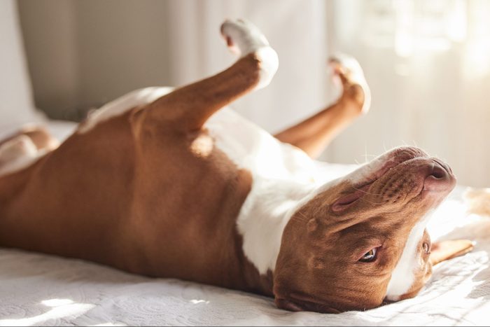 Shot of a sleepy dog taking a nap in bed at home