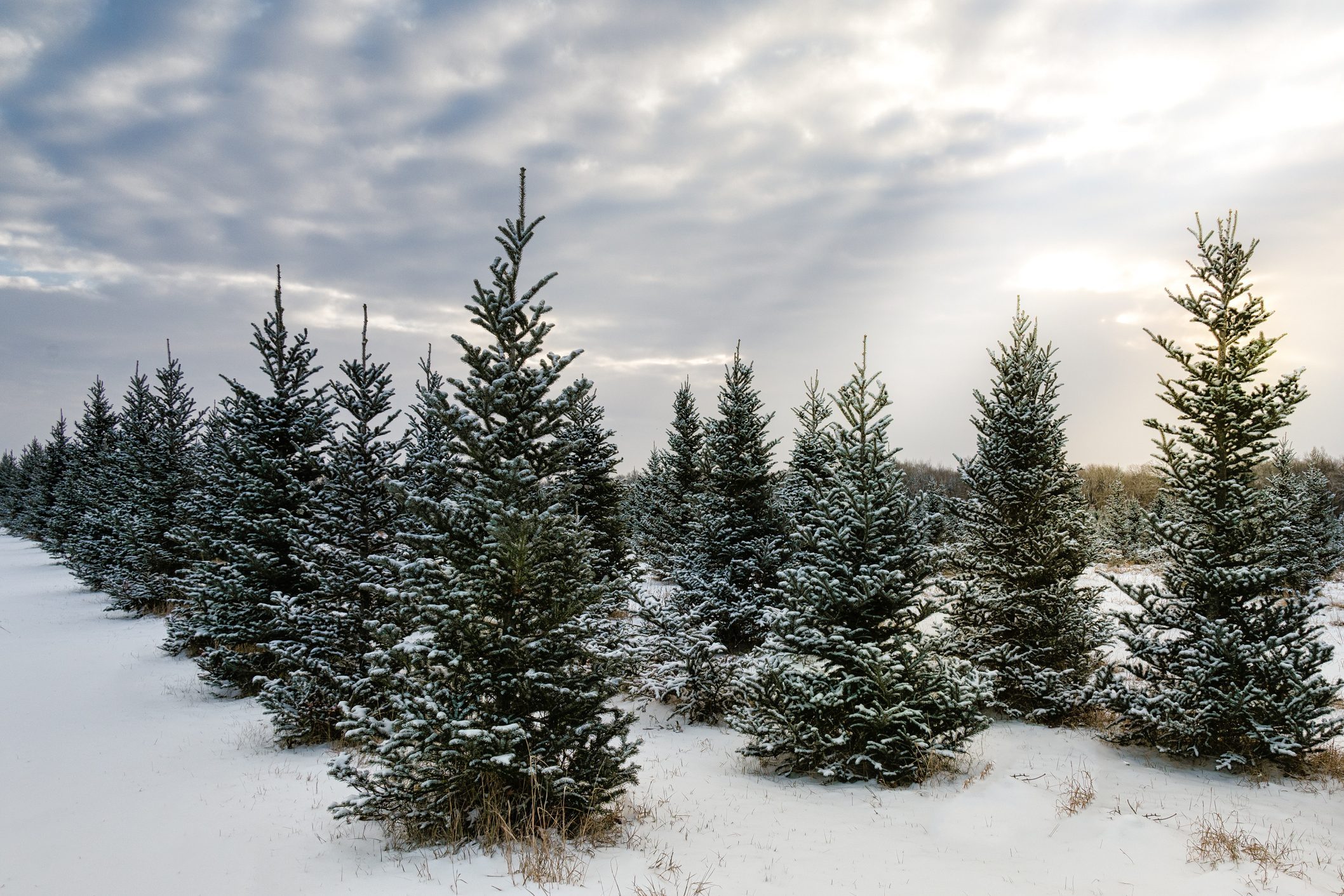 Several evergreen trees planted in a row