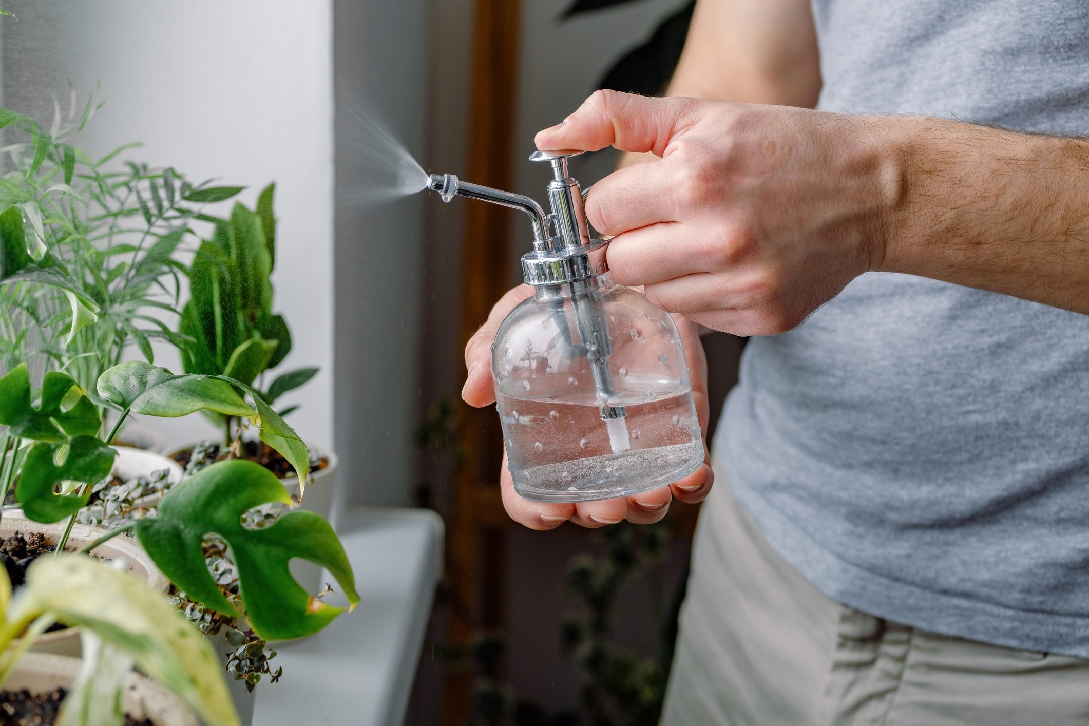 Close up of a young man water spraying houseplants on windowsill