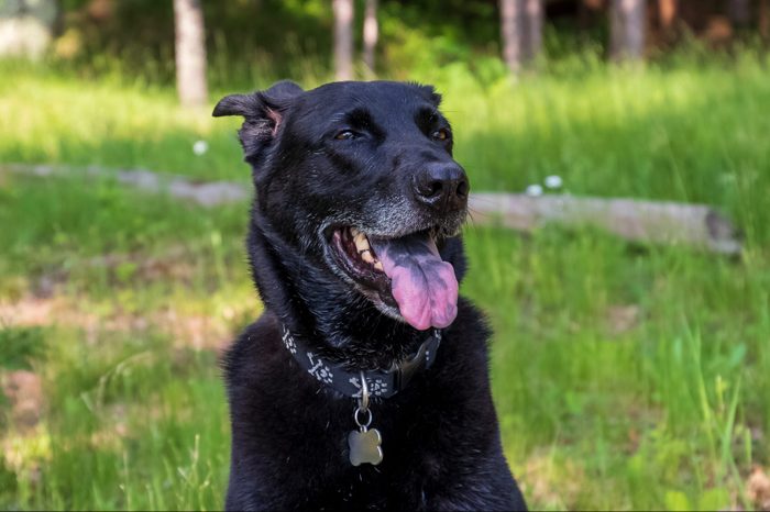Aging black shepherd mixed breed dog looking happy with speckled tongue out