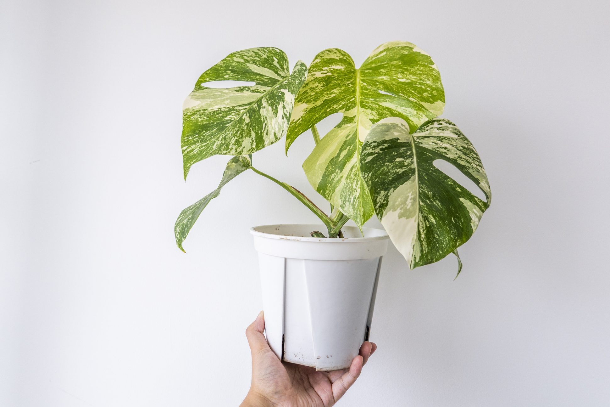 variegated Monstera in hand