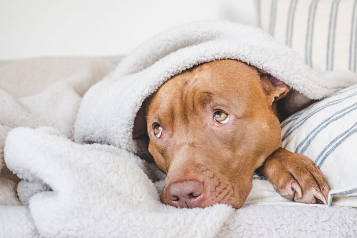 Lovable, pretty puppy lying on the bed