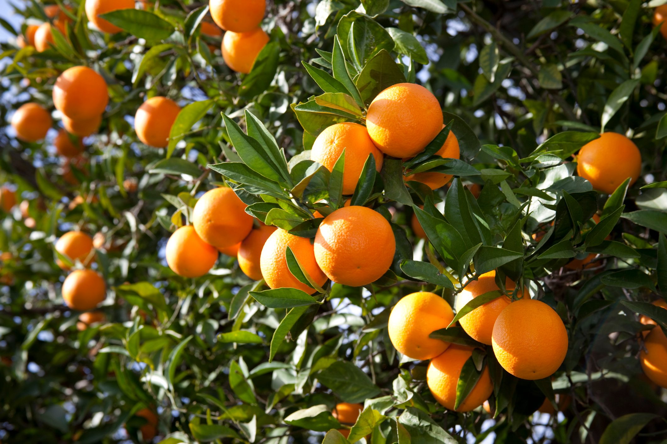 Oranges on a tree