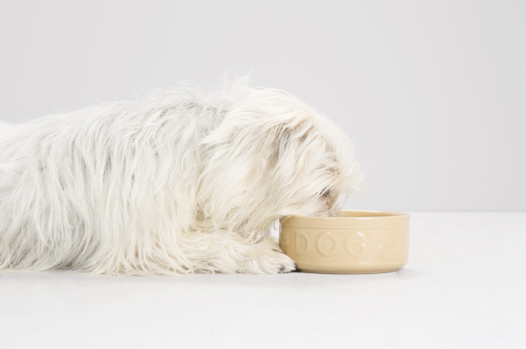 west highland white terrier eating from a dog bowl in a studio setting