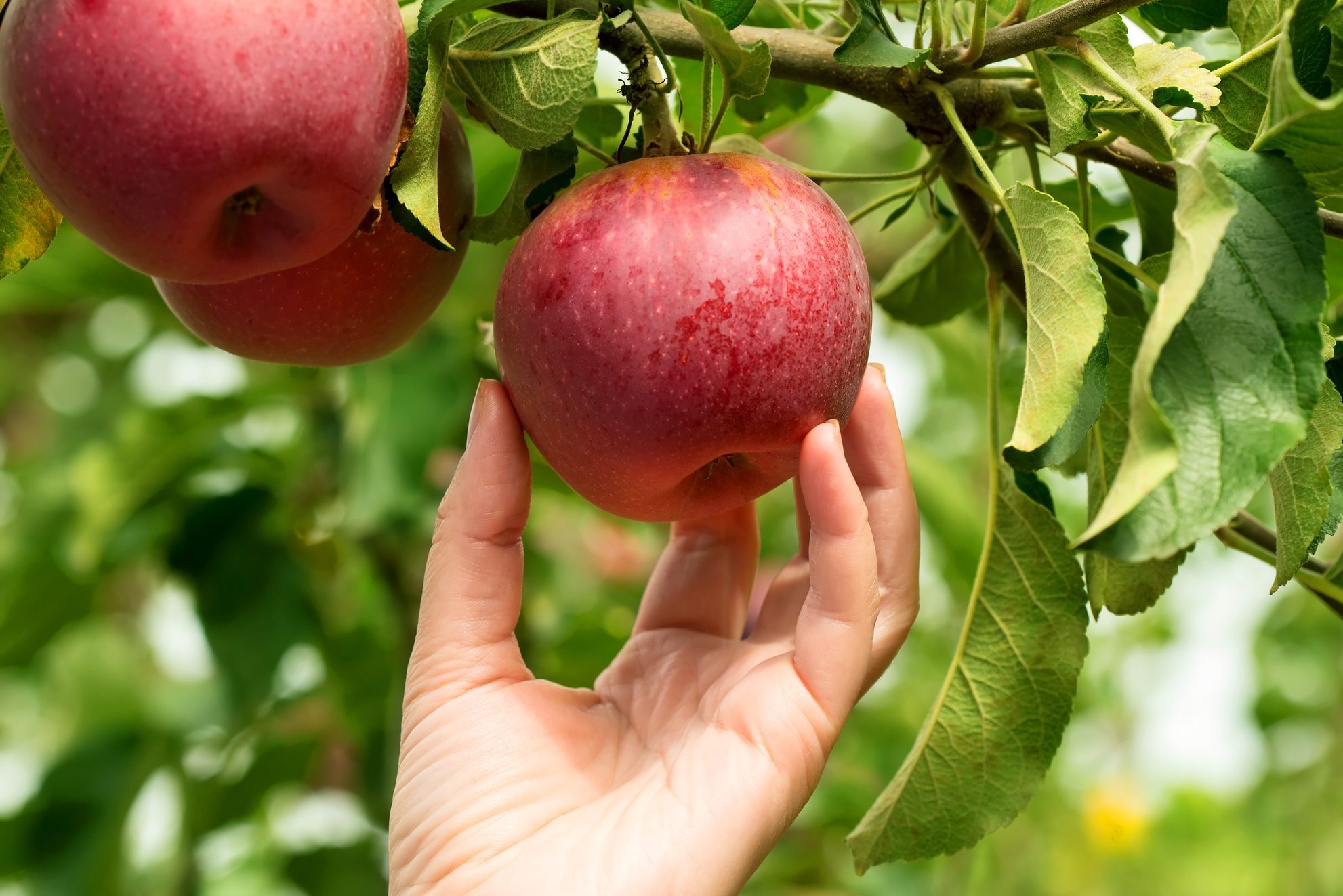 hand picking an apple from a tree