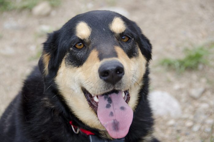 Mixed Breed Dog Smiles at the Dog Park
