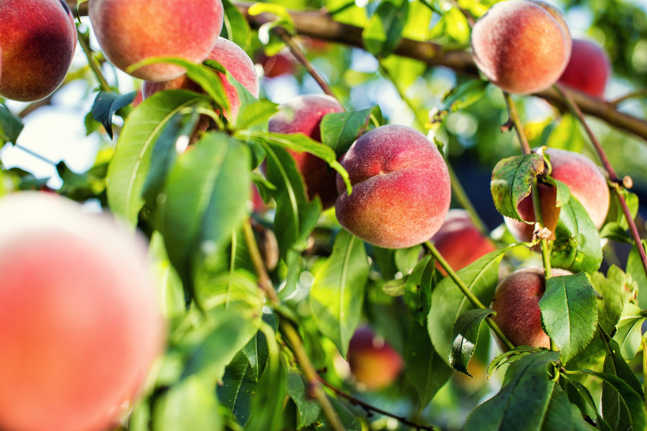 juicy peaches hang on a branch