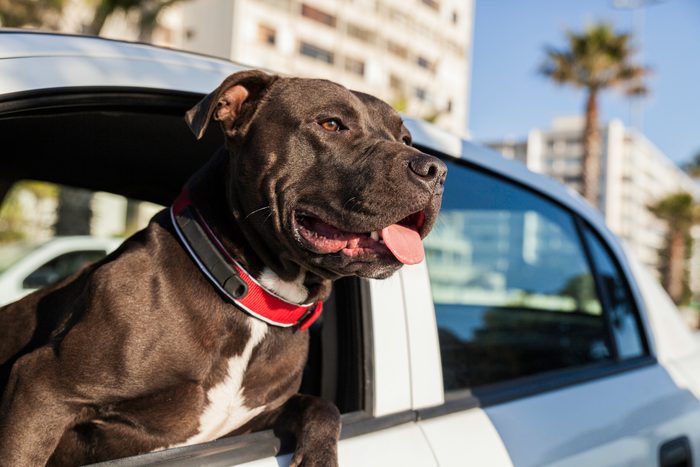 Portrait of a dog leaning his head out of a car window.