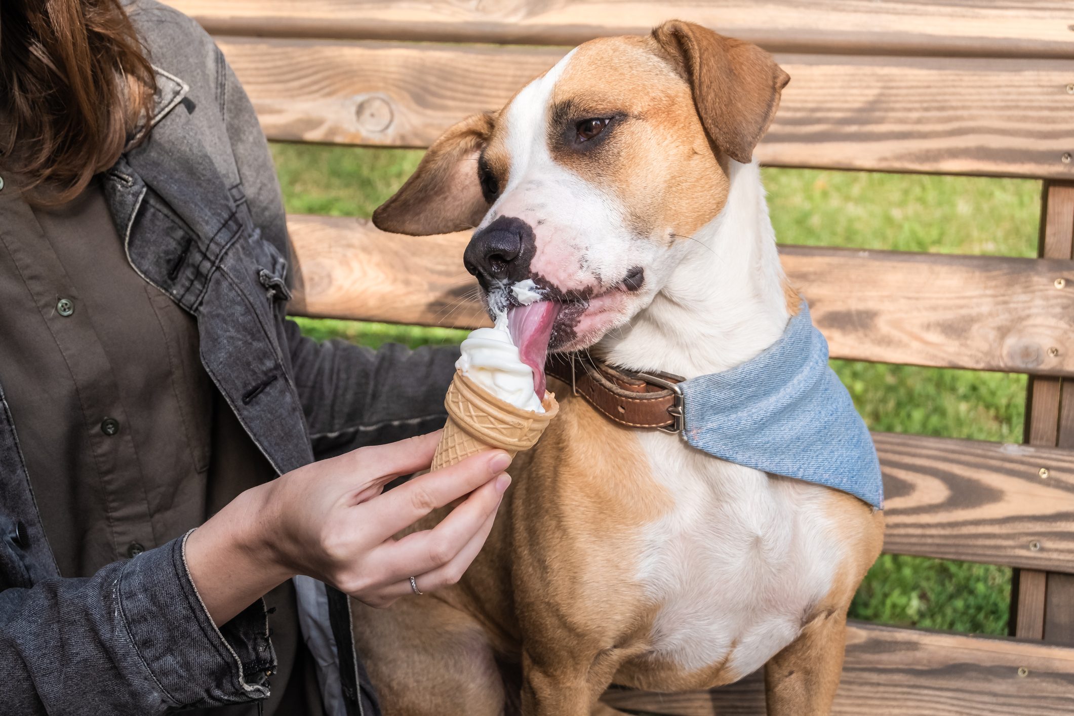 Can Dogs Eat Ice Cream? Here’s What the Experts Say