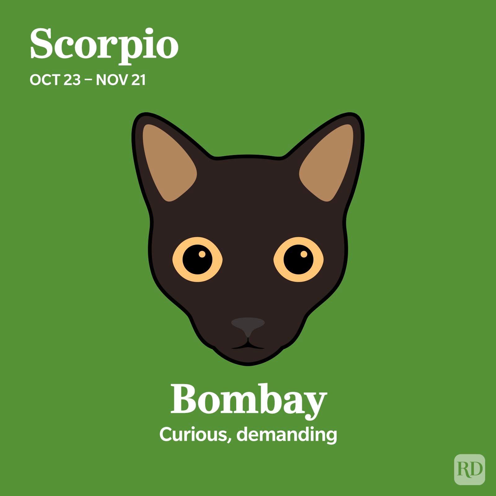 Bombay Scorpio