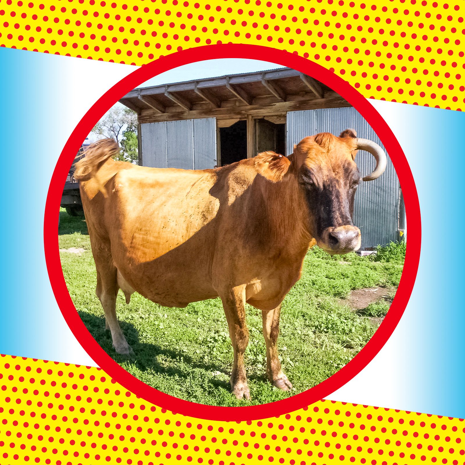 Brown female cow standing in front of barn