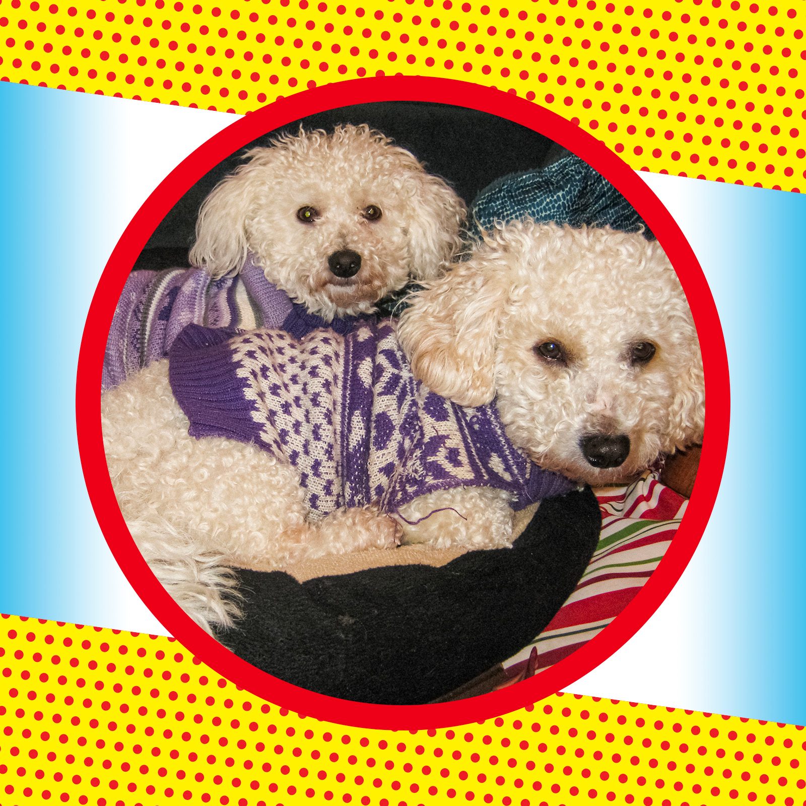 Two white Bichon Frise dogs wearing purple sweaters