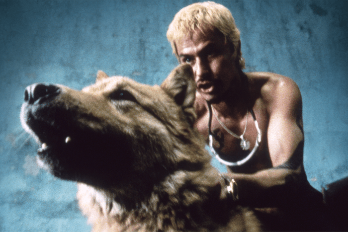 Amores Perros Ecomm Via Amazon.com