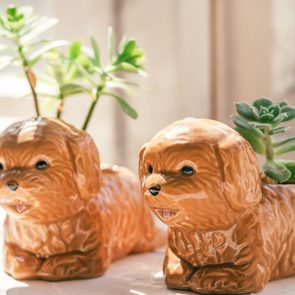 Succulent Plants In Dog Shaped Planters On A Windowsill Gettyimages 1336237279 Mledit