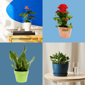 21 Small Indoor Plants For Apartment Dwellers Ft Via Merchant