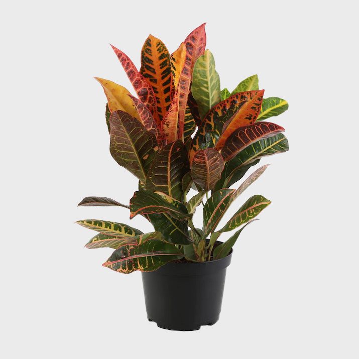 Costa Farms Croton Petra In 6 In Plastic Pot