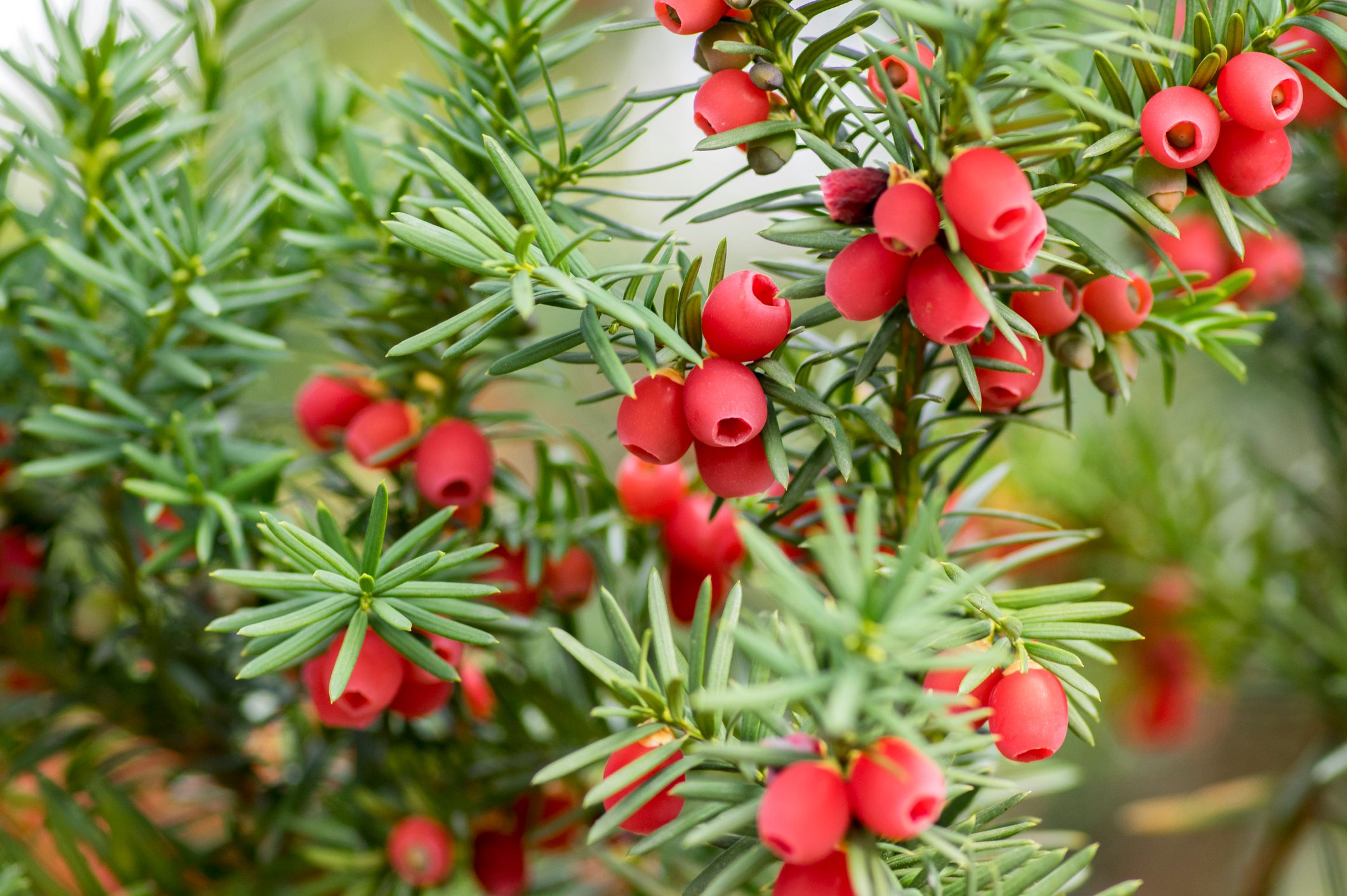 Taxus baccata European yew is conifer shrub with poisonous and bitter red ripened berry fruits