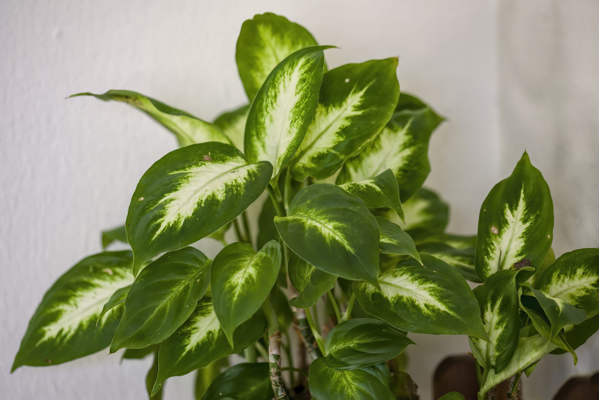 Dieffenbachia in a pot growing inside