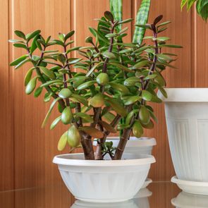 Succulent houseplant Crassula ovata in a pot on rustic background