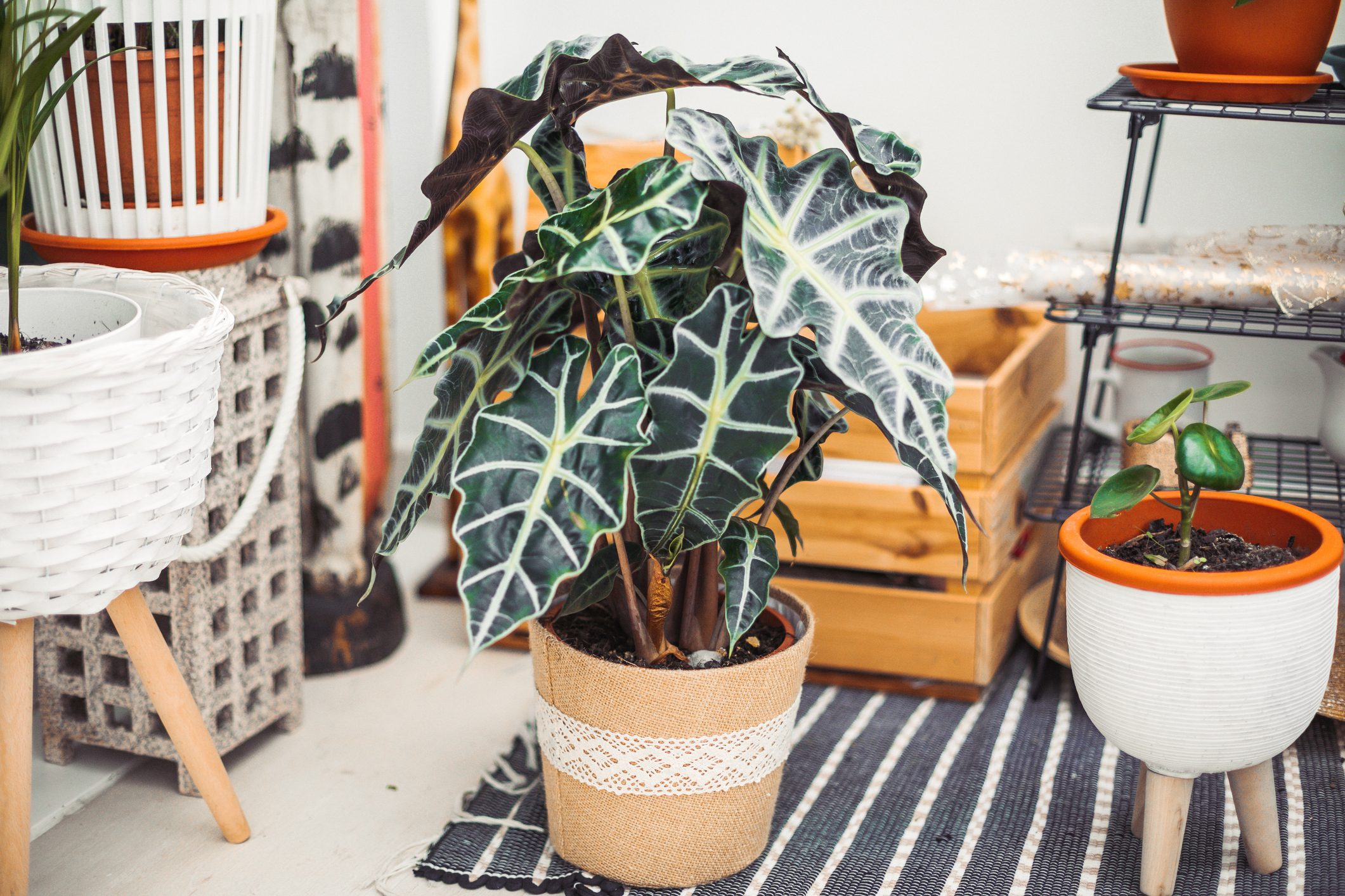 Alocasia sanderiana potted plant