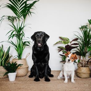 Dogs sitting together on carpet by plant at home