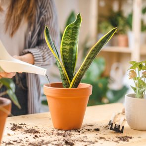 Woman watering potted snake plant inside