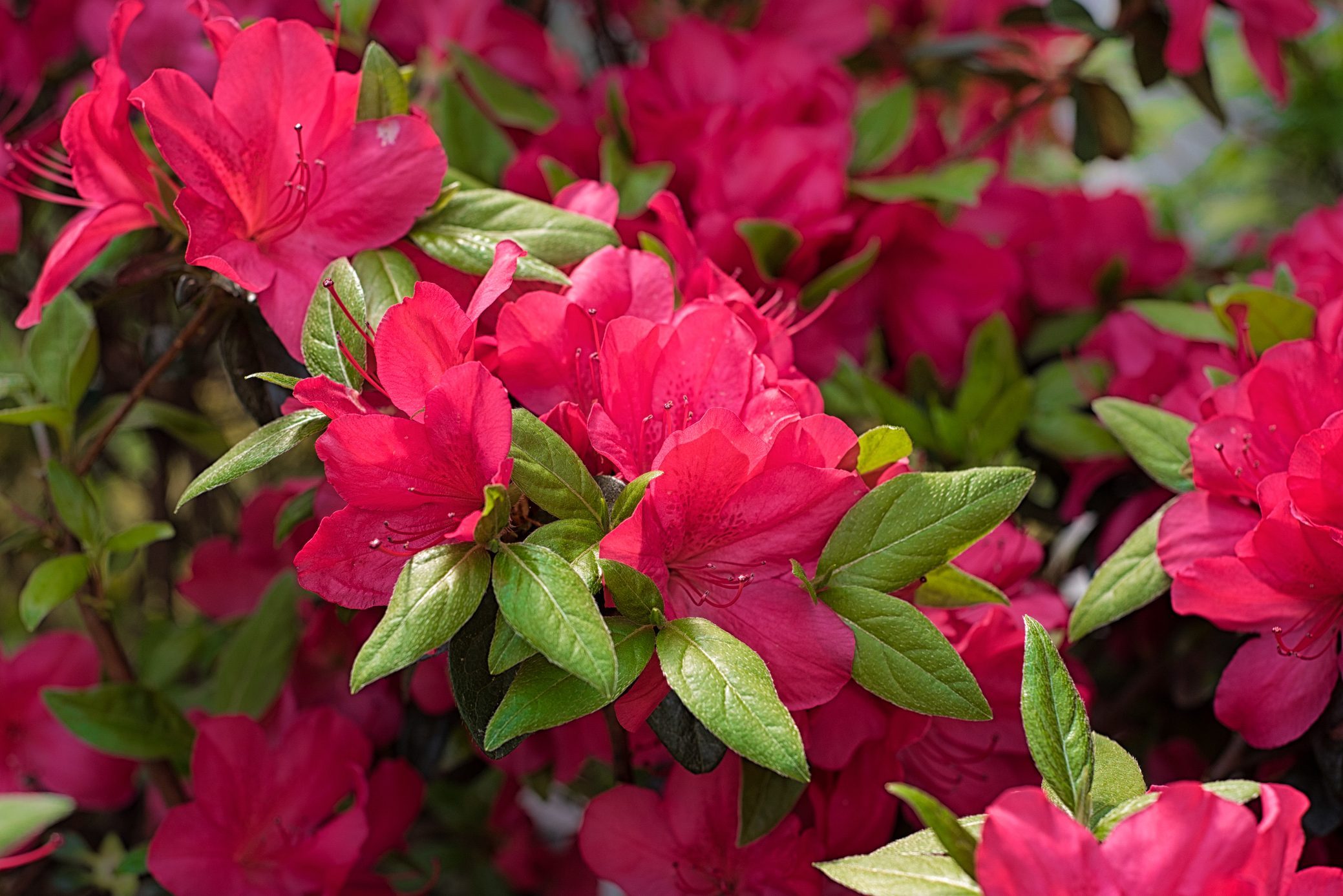 Pink Azalea flowers in bloom