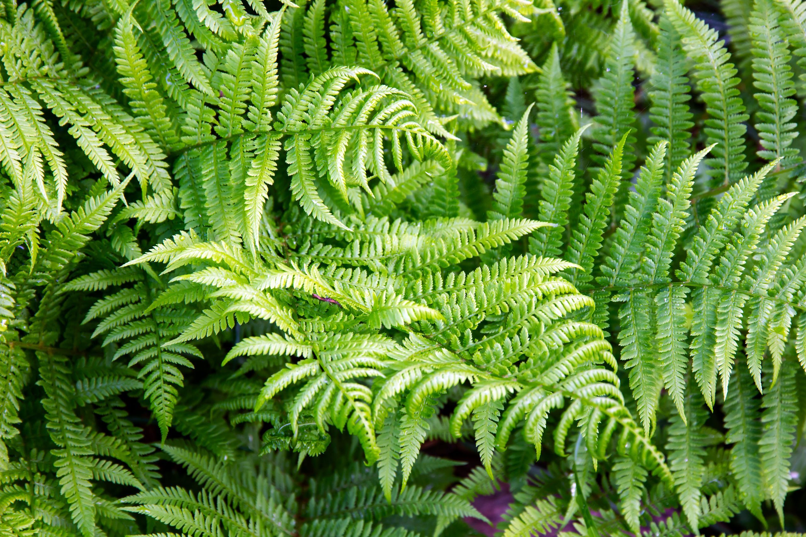 Leaves of Bracken fern (Pteridium aquilinum).