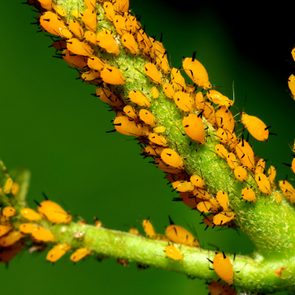 Aphid community on branch - animal behavior.