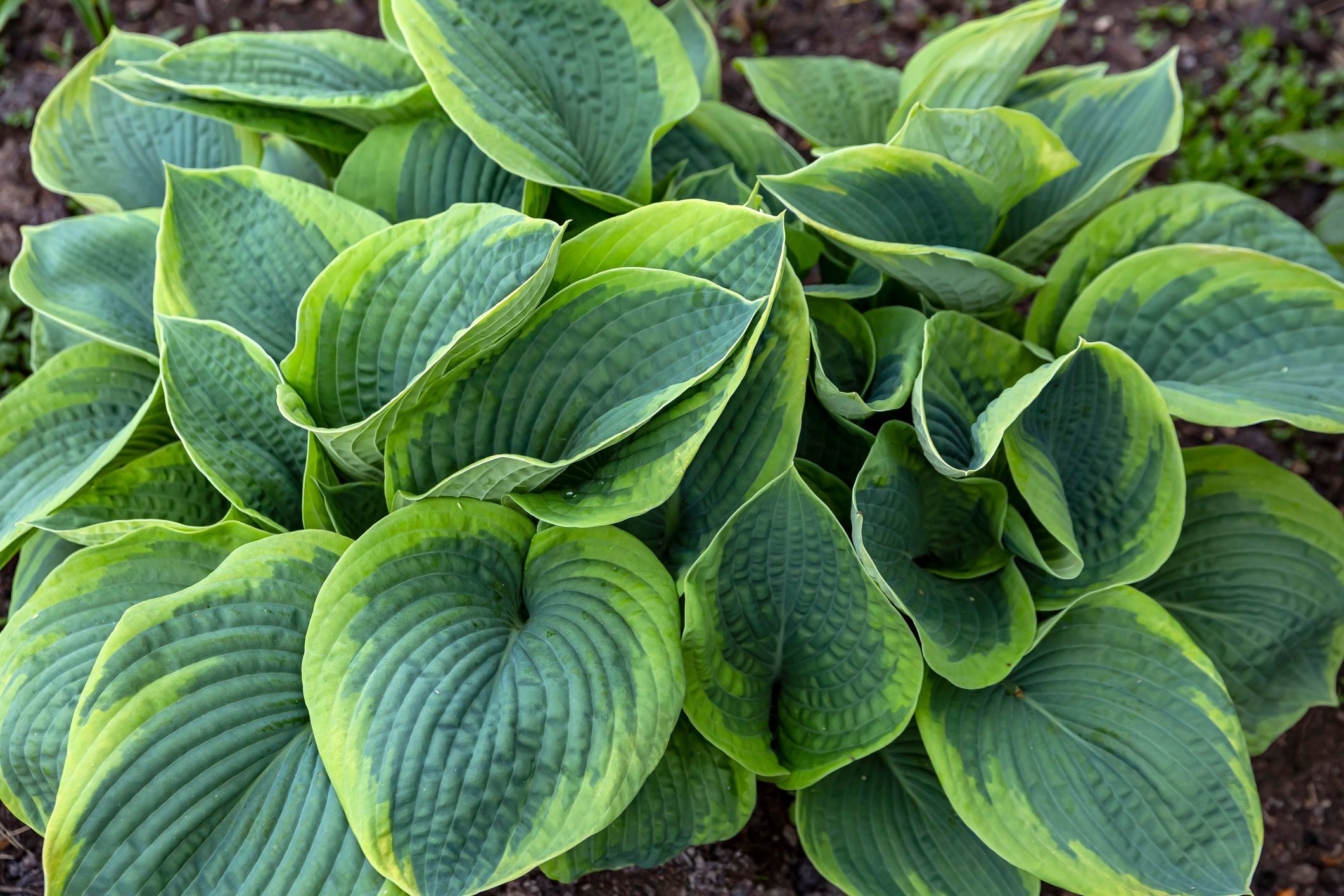 Lush hosta in the garden. Perennial flowers, gardening, landscaping. Hosta cultivar Frances Williams