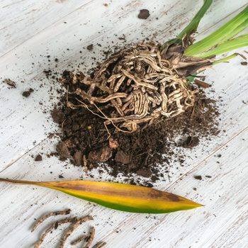Diseases of orchid roots (root rot) breeding Cambria orchids. Home floriculture, plant care concept.