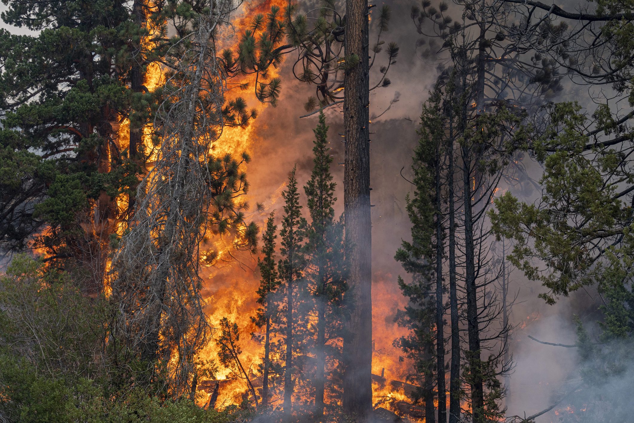 Trees on fire in a forest in California