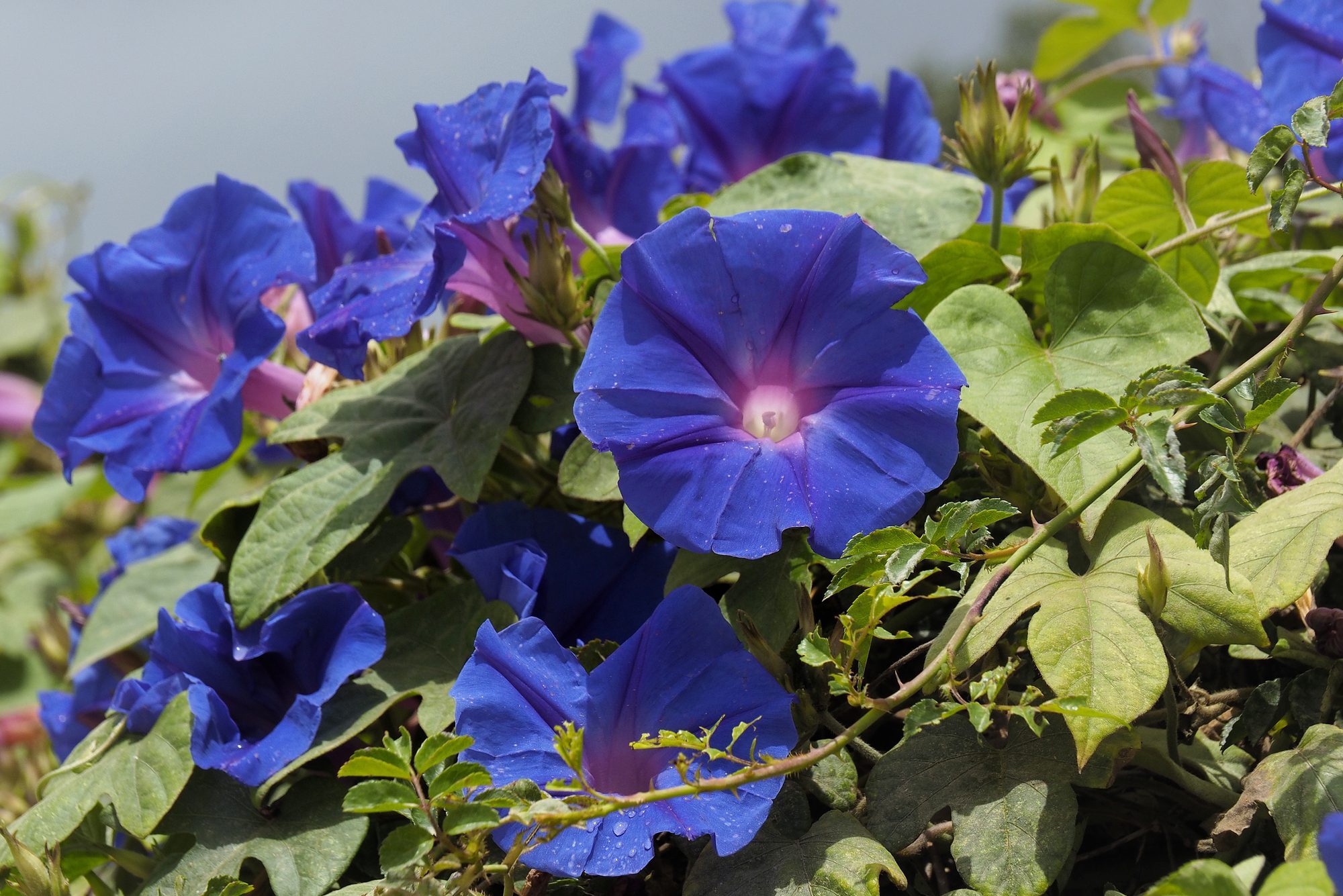 deep blue morning glory blooming