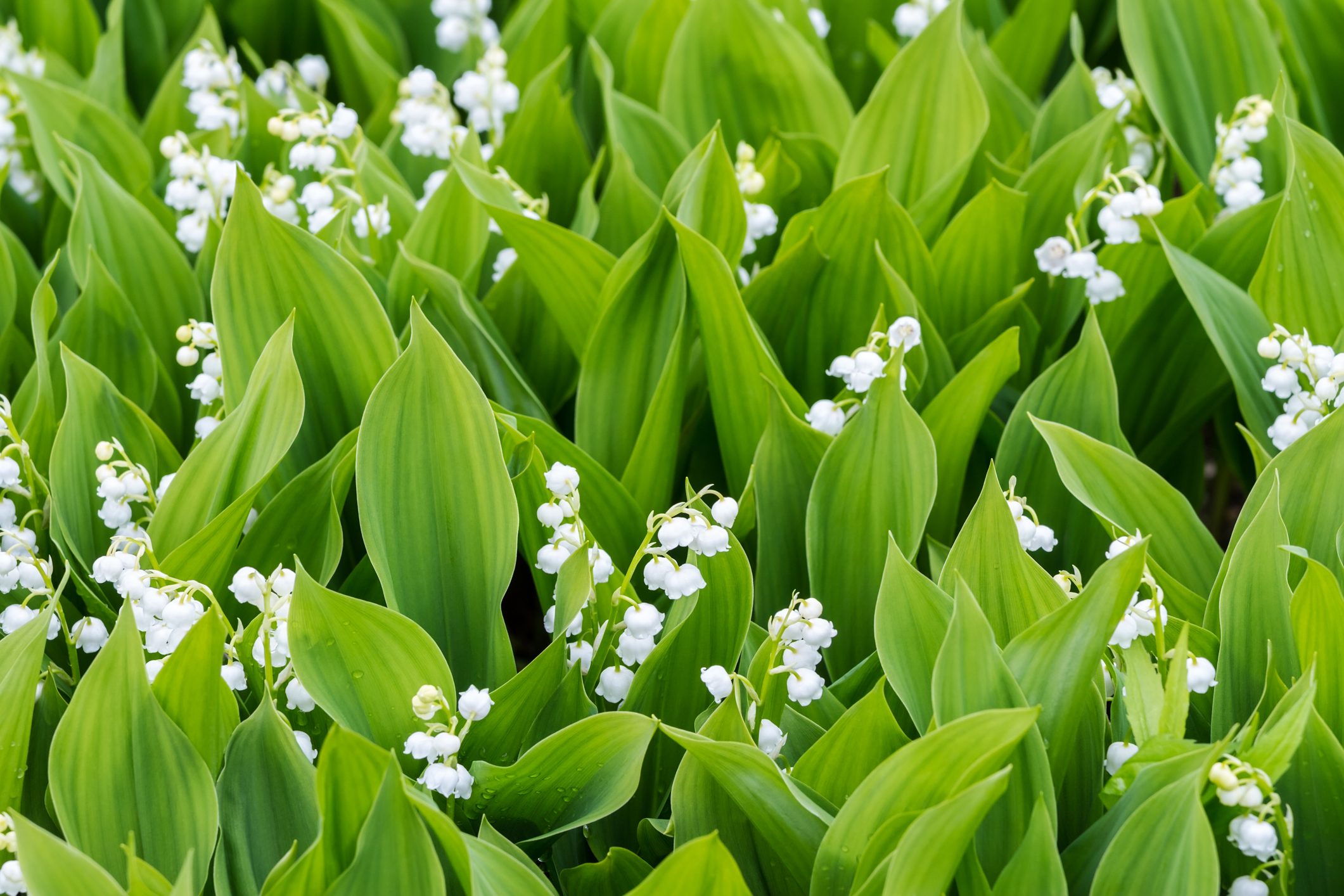 lush field of white lilies of the valley