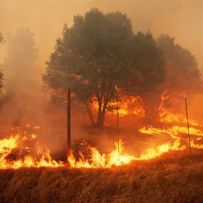 Forest firein Sonoma County, California, USA