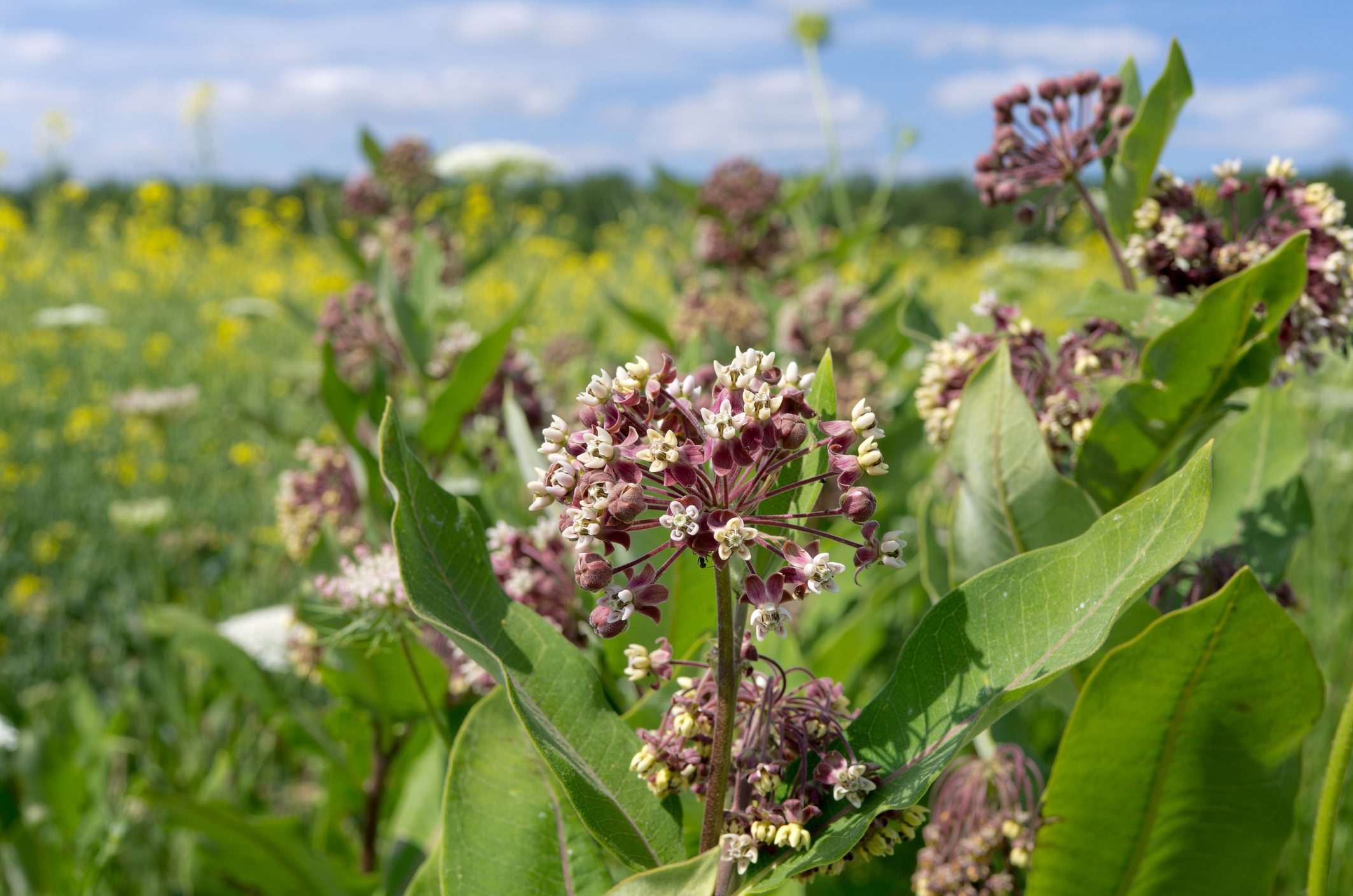 a field of MIlkweed Plants