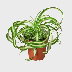 bonnie spider plant