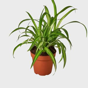 Hawaiian Spider Plant