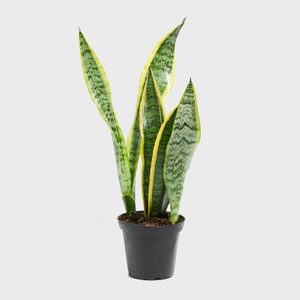 Variegated Snake Plant