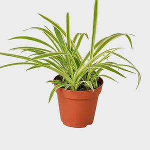 Variegated Spider Plant