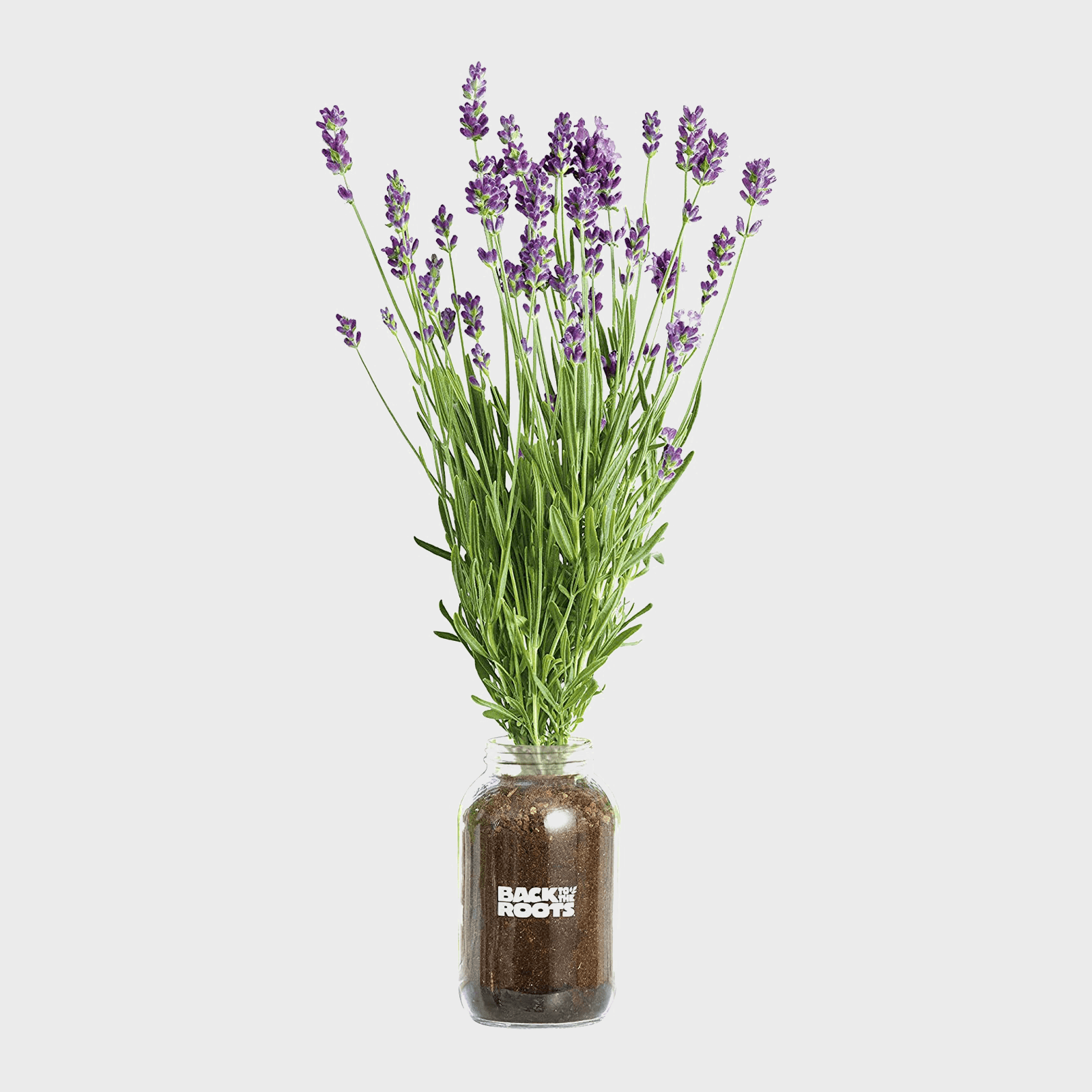 Back To The Roots Lavender Planter Kit Ecomm Via Amazon.com