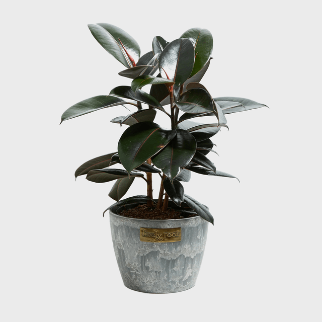 Burgundy Rubber Tree Ecomm Via Livelyroot.com (1)