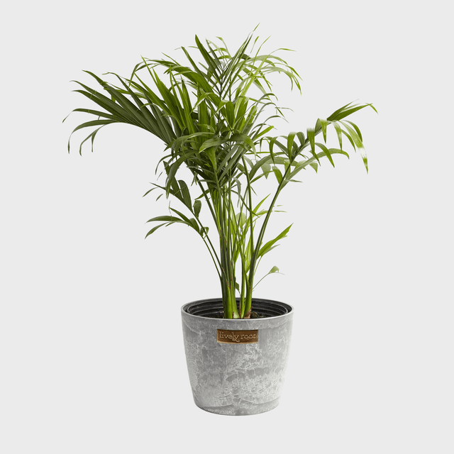 Cat Palm Ecomm Via Livelyroot.com