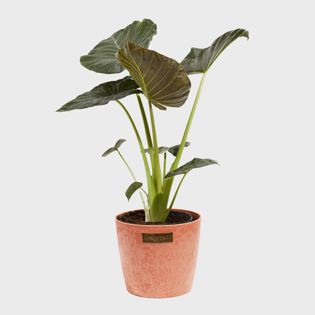 Elephant Ear Large Ecomm Via Livelyroot.com