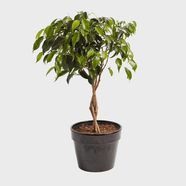Ficus Benjamina Midnight Braid Ecomm Via Livelyroot.com