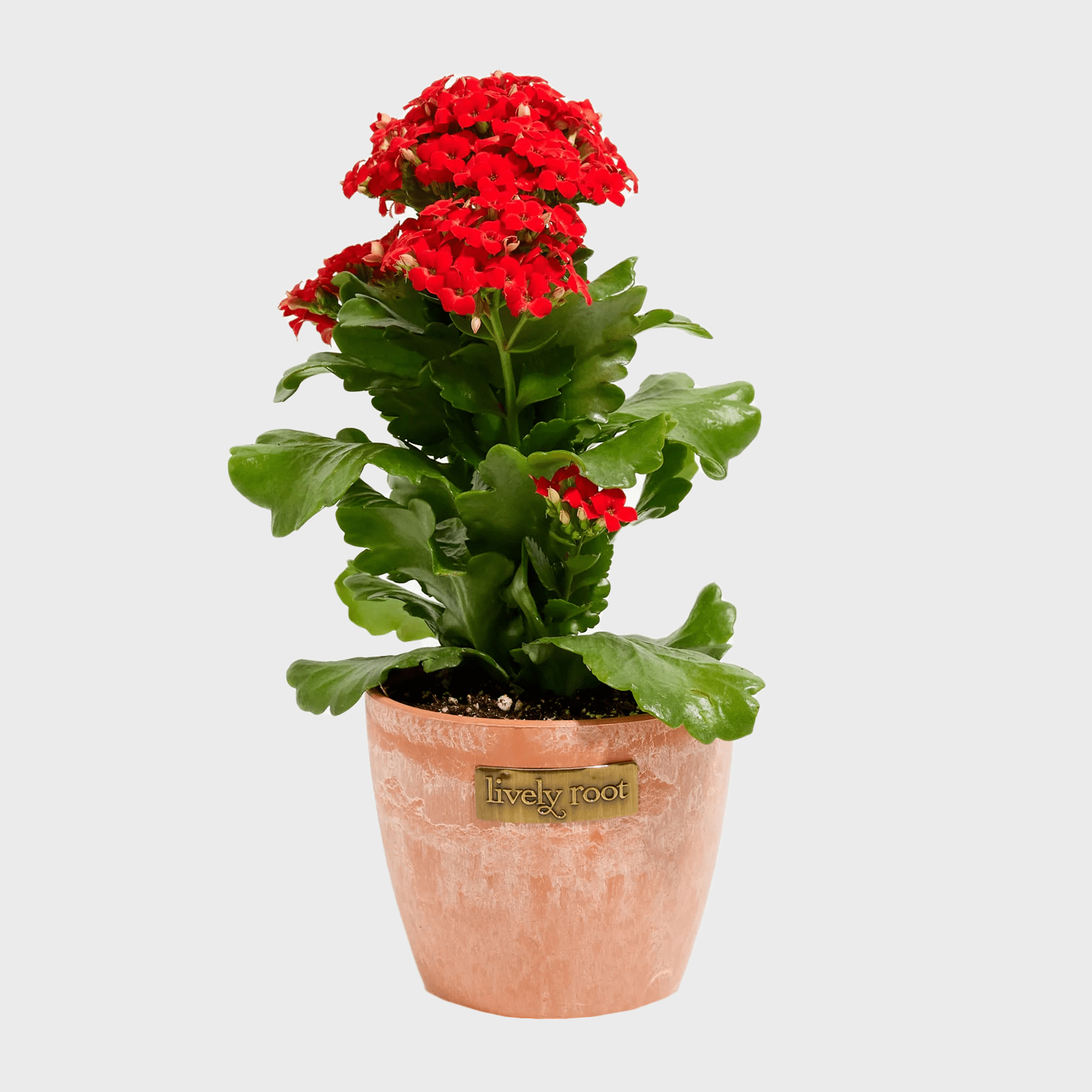 Kalanchoe Plant Ecomm Via Livelyroot.com