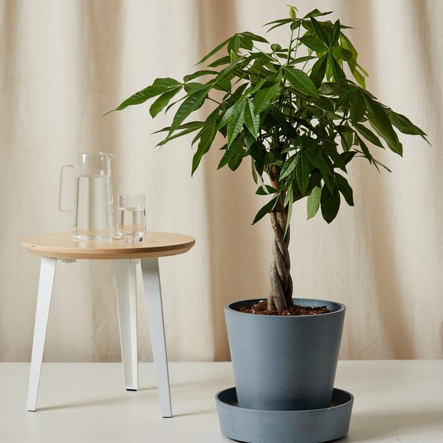 Money Tree Ecomm Via Bloomscape.com