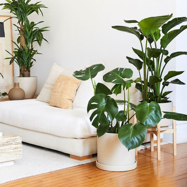Monstera Deliciosa Ecomm Via Thesill.com