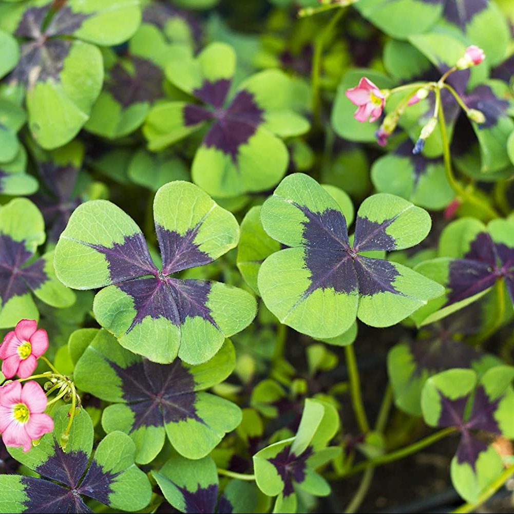 Oxalis Shamrock Iron Cross Ecomm Via Amazon.com